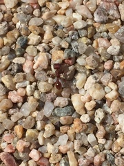 Pogonomyrmex occidentalis