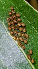 Paradasynus spinosus