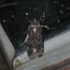 Chionodes pereyra