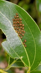 Paradasynus spinosus