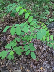 Gymnocladus dioicus