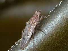 Maorimyia bipunctata