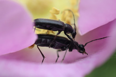 Grammoptera
