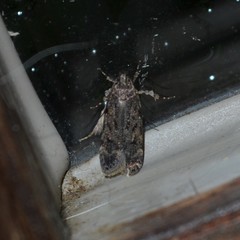 Chionodes pereyra