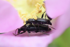Grammoptera