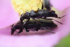 Grammoptera