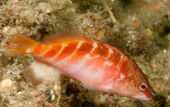 Australian Half-Banded Seaperch photo 3