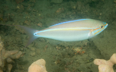 Pentapodus paradiseus