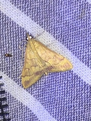 Pyrausta pseudonythesalis