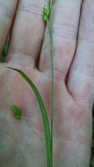 Carex laxiculmis copulata