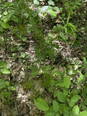 Thaspium trifoliatum aureum
