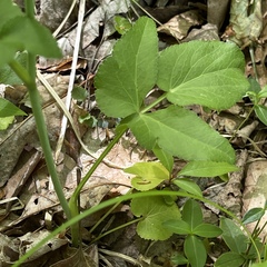 Thaspium trifoliatum aureum
