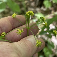 Thaspium trifoliatum aureum