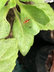 Ragwelellus rubrinus