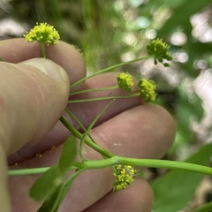 Thaspium trifoliatum aureum