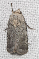 Proteuxoa amaurodes