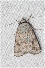 Proteuxoa amaurodes