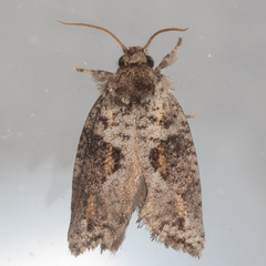 Acrolophus piger