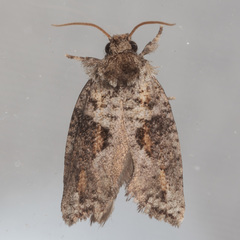 Acrolophus piger