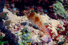 Cirrhitichthys falco