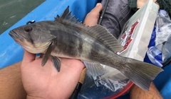 Paralabrax nebulifer