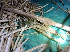 Fejervarya multistriata