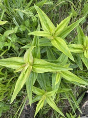 Gentiana alba