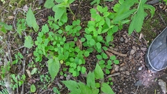 Thalictrum thalictroides