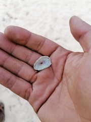 Fissurella microtrema