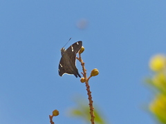 Ectomis octomaculata