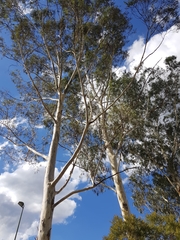 Palapsalta circumdata