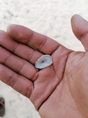 Fissurella microtrema