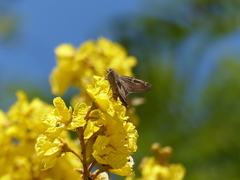 Ectomis octomaculata