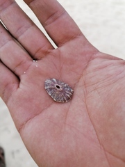 Fissurella microtrema