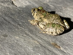 Fejervarya multistriata