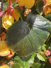 Begonia × hiemalis