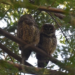 Strix occidentalis