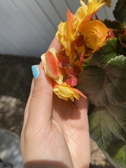 Begonia × hiemalis