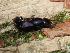 Platydracus violaceus