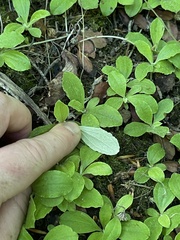 Antennaria solitaria