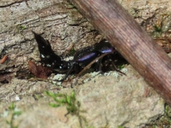Platydracus violaceus