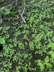 Antennaria solitaria