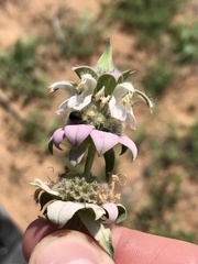 Monarda fruticulosa