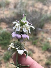 Monarda fruticulosa