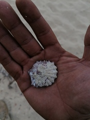 Crucibulum scutellatum