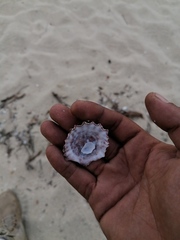 Crucibulum scutellatum