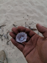 Crucibulum scutellatum