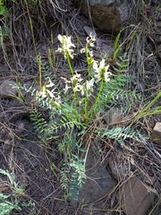 Astragalus reventiformis