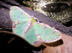 Eucyclodes buprestaria