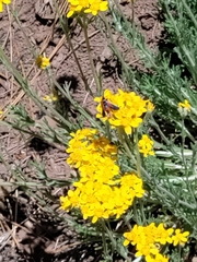 Synanthedon polygoni